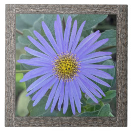 Azulejos cerámicos de 6"x 6" con Aster azul encant