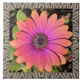 Azulejos cerámicos de 6"x 6" con brillante Gazania