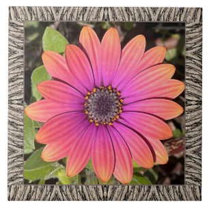 Azulejos cerámicos de 6"x 6" con brillante Gazania