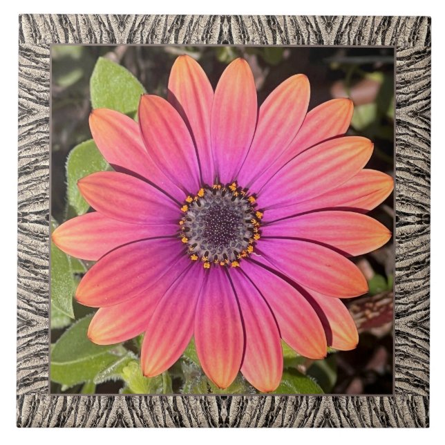 Azulejos cerámicos de 6"x 6" con brillante Gazania (Frente)