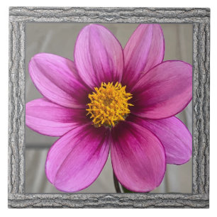 Azulejos cerámicos de 6"x 6" con Dahlia rosa llama