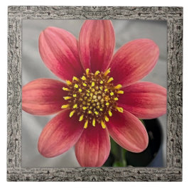 Azulejos cerámicos de 6"x 6" con la siena en huelg