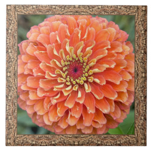 Azulejos cerámicos de 6"x 6" con Naranja llamativo