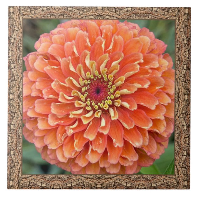 Azulejos cerámicos de 6"x 6" con Naranja llamativo (Frente)
