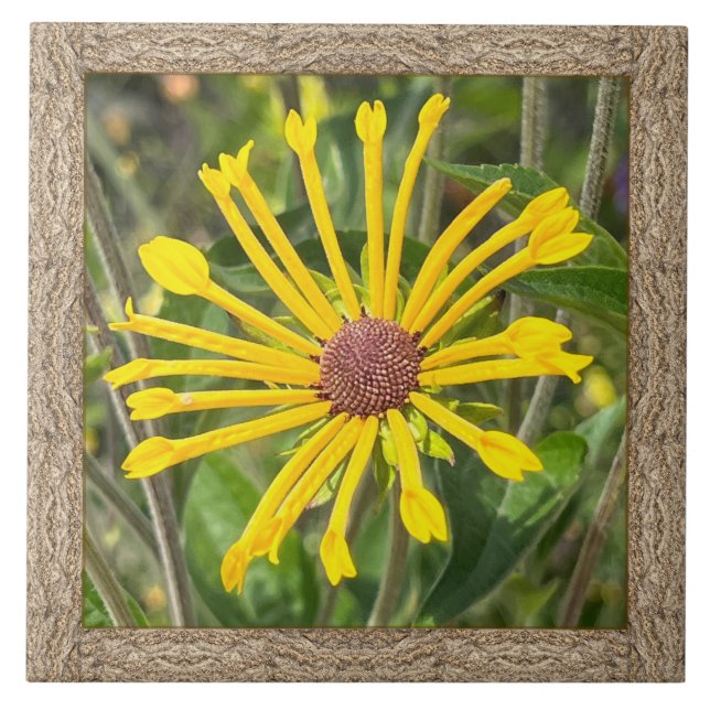 Azulejos cerámicos de 6"x 6" con Rudbeckia amarill (Frente)