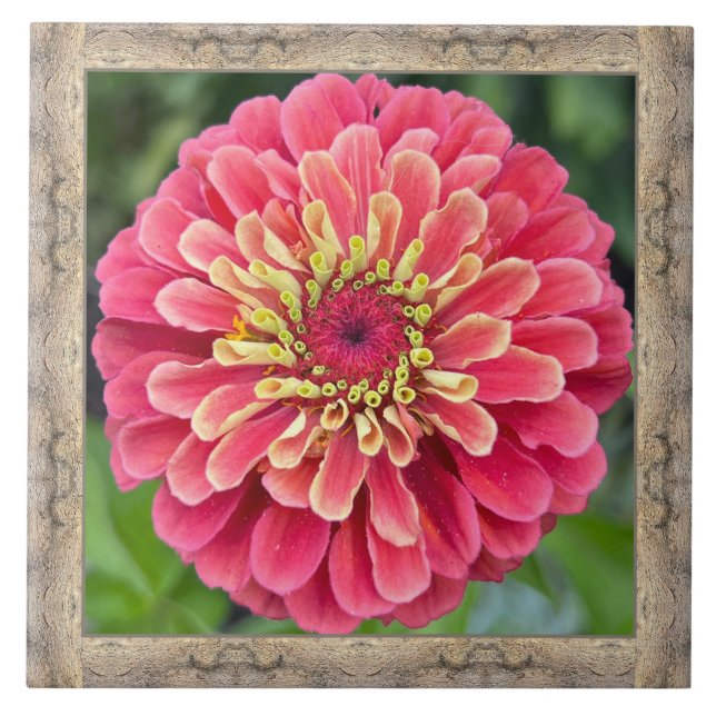 Azulejos cerámicos de 6"x 6" con zinnia rosa llama (Frente)