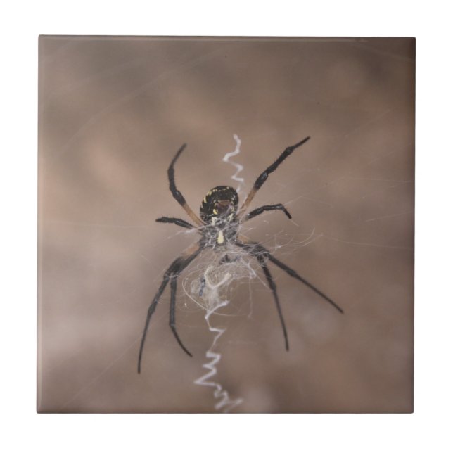 Azulejos Cerámicos de Araña (Frente)