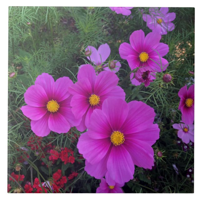 Azulejos cerámicos de flores de margarita rosadas  (Frente)