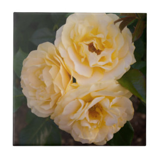 Azulejos cerámicos de rosas amarillas blandas