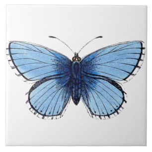 Azulejos cerámicos - Mariposa azul