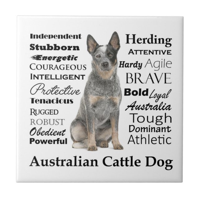 Azulejos de cerámica de perro de ganado australian (Frente)