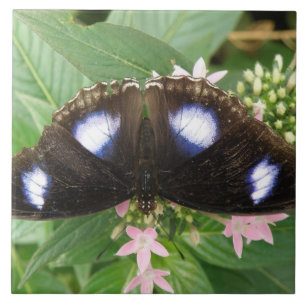 Azulejos de mariposa con manchas azules