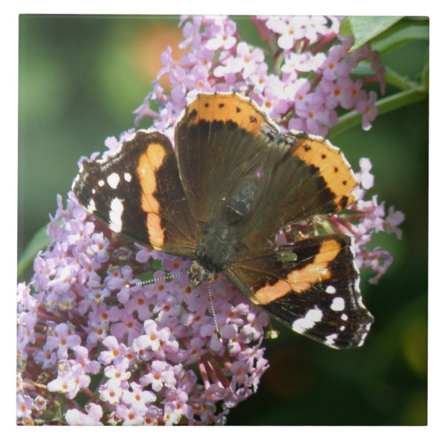 Azulejos de mariposa y Buddleia (Frente)