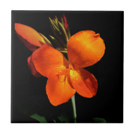 Azulejos de orquídeas deslumbrantes