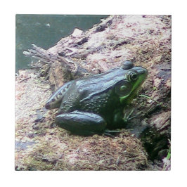 Azulejos decorativos de rana verde brillante