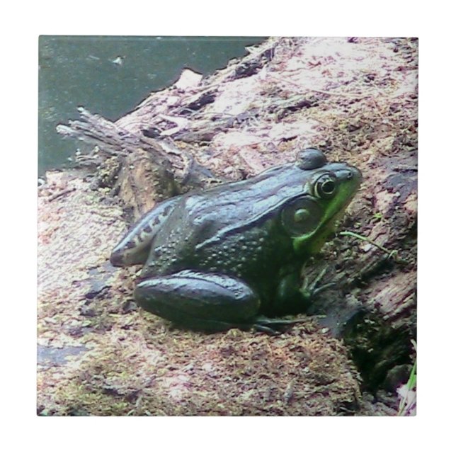 Azulejos decorativos de rana verde brillante (Frente)