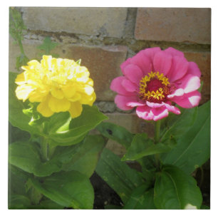 Azulejos rosados y amarillos de Zinnias