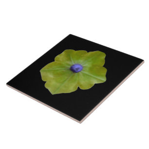 Azulejos verdes y azules de Petunia