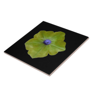 Azulejos verdes y azules de Petunia