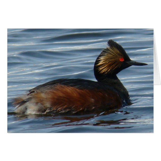 B13 Eared Grebe (Anverso (Horizontal))