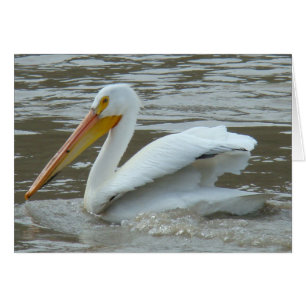 B14 Pelícano Blanco en Río Lodoso