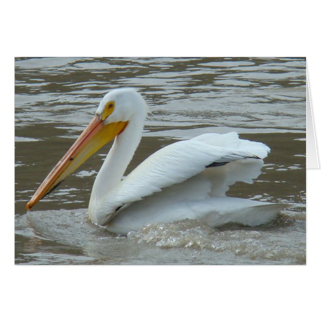 B14 Pelícano Blanco en Río Lodoso (Anverso (Horizontal))