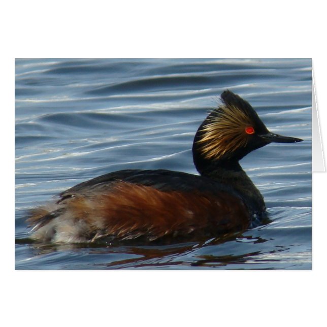 B1 Eared Grebe (Anverso (Horizontal))