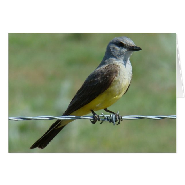 B31 Western Kingbird (Anverso (Horizontal))