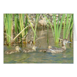 B34 Pata de Pato y Patitos