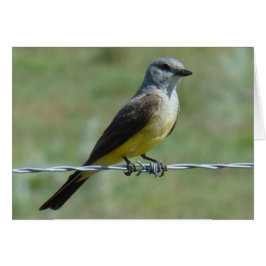 B44 Western Kingbird