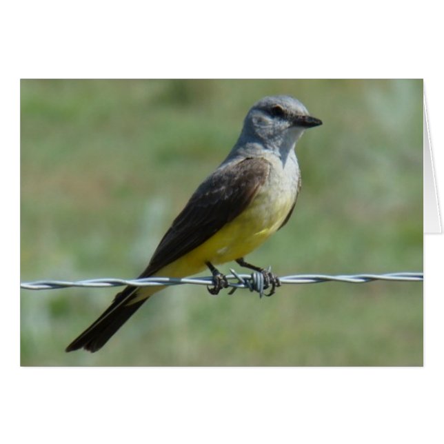 B44 Western Kingbird (Anverso (Horizontal))