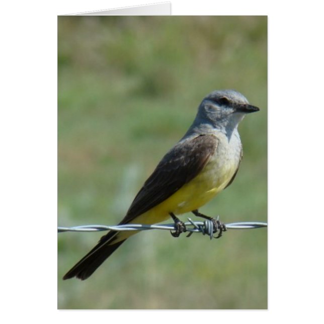 B44 Western Kingbird (Frente)