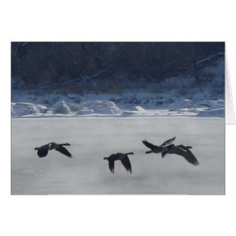 B48 Geese canadiense sobre río congelado