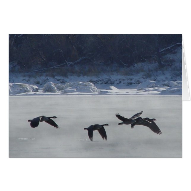 B48 Geese canadiense sobre río congelado (Anverso (Horizontal))