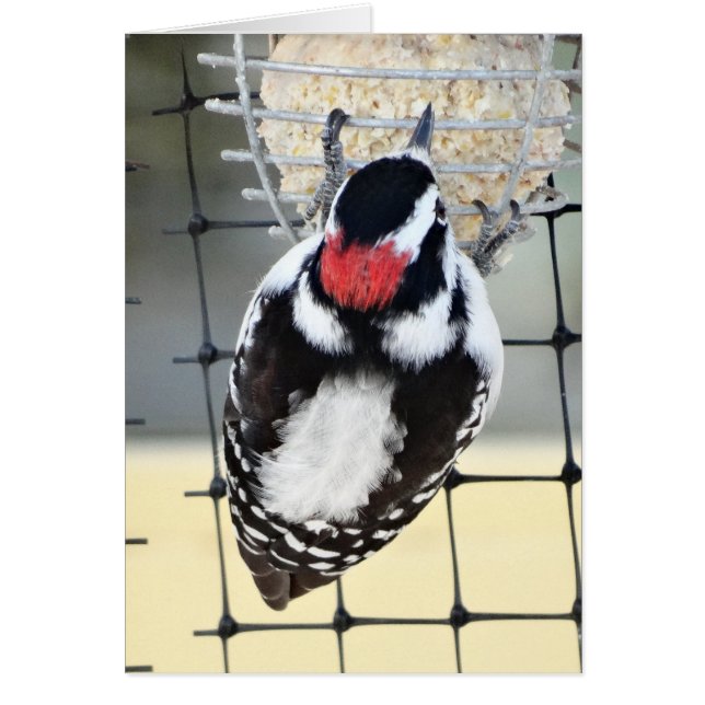 B53 Downy Woodpecker (Frente)