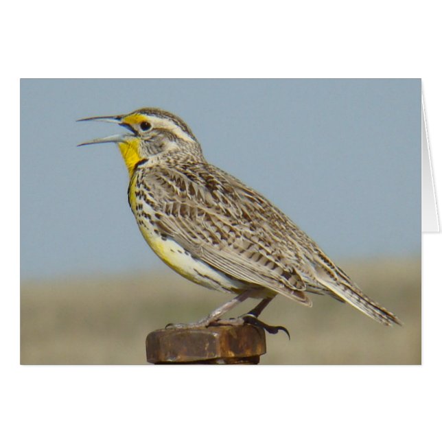B6 Western Meadowlark (Anverso (Horizontal))
