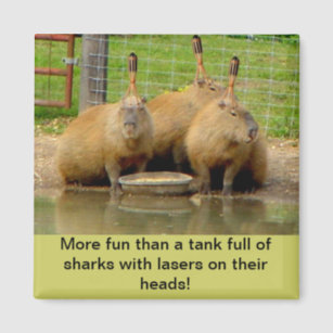 Imanes Capybara 