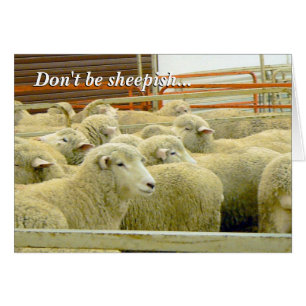 ¡Baaaaa! ¡- Permanezca en contacto!