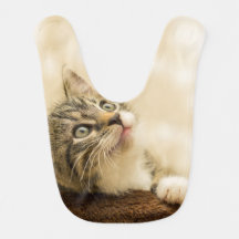 Gatito lindo con una pata al aire libre