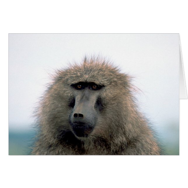 Baboon (Anverso (Horizontal))