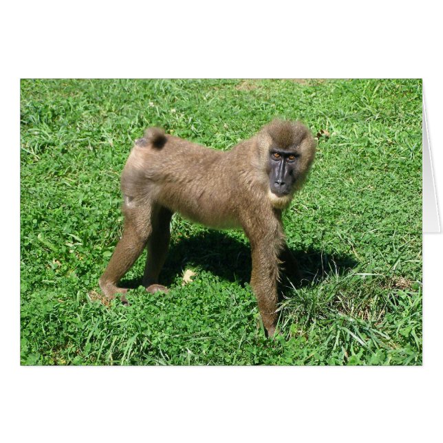 Baboon (Anverso (Horizontal))