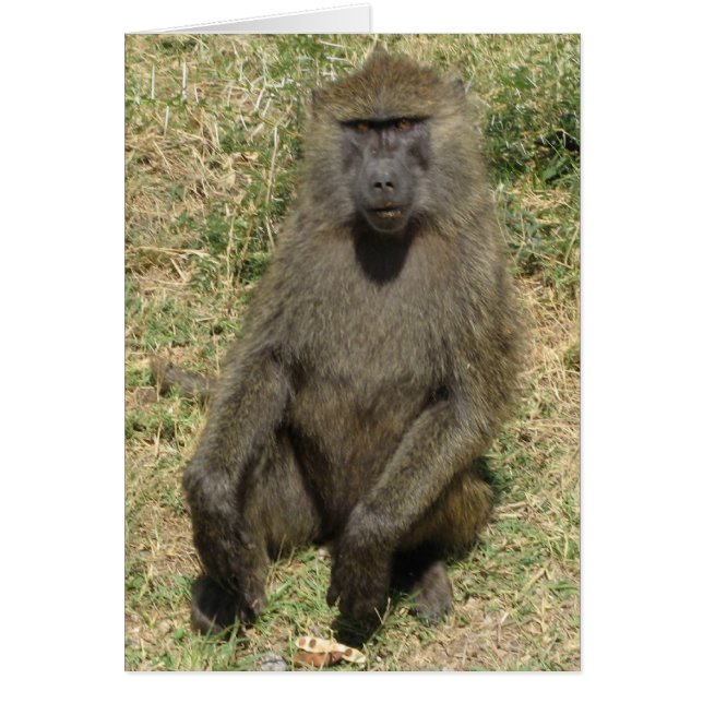 Baboon macho (Frente)