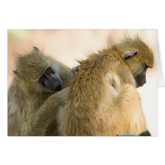 Baboons South Luwanga (Anverso (Horizontal))