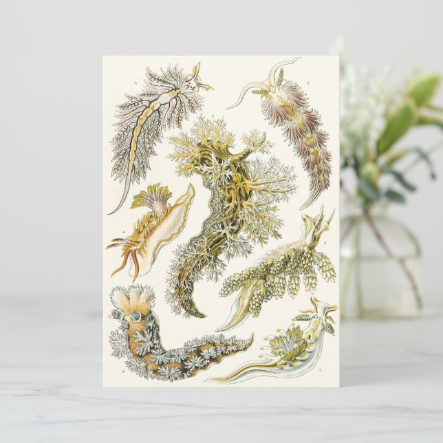 Babosas Marinas, Caracoles por Ernst Haeckel, Anim (Anverso de pie)