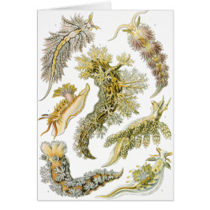 Babosas marinas de Ernst Haeckel, Nudibranchia vin