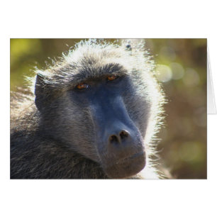Babuino de Kruger