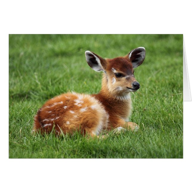 Baby Antelope (Anverso (Horizontal))
