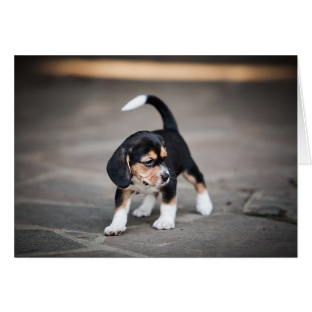 Baby Beagle Walking (Anverso (Horizontal))