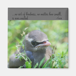 Baby Bird Kindness Cita Imán Inspirador