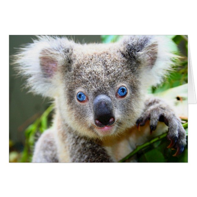 "Baby Blues" Koala (Anverso (Horizontal))
